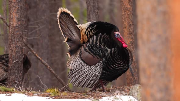 Wild Turkey in the Rocky Mountain National Park