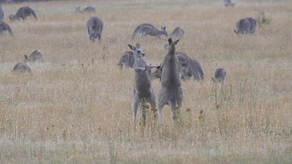 close shot of two male eastern grey kangaroos boxing