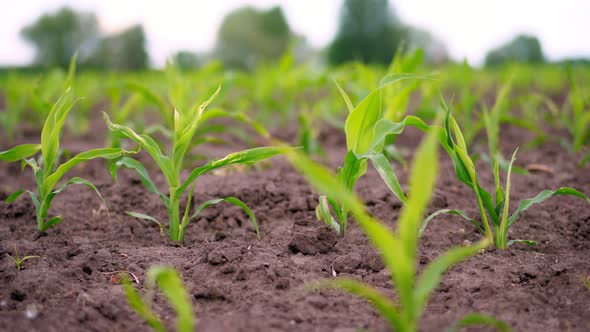 Close-up. Young Corn Grows on Field. Rows of Young Green Corn Sprouts Stick Out From Ground, Soil