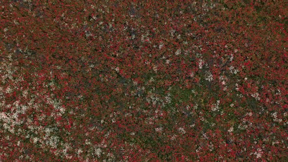 View Above on Field of Red Blooming Poppies