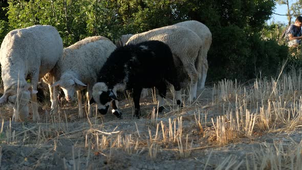 Sheep Grazing Pasture