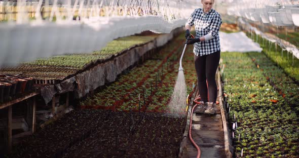 Agriculture - Gardener Watering Flowers at Greenhouse.