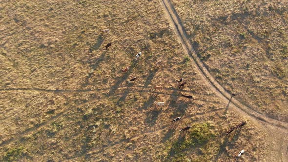 Aerial View of a Herd of Cows Grazing in the Ukrainian Village on Countryside