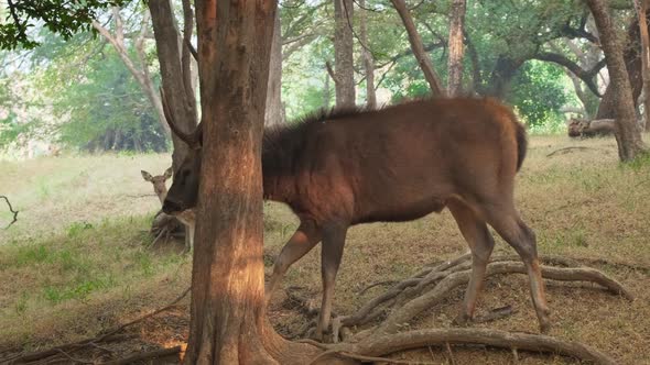 Beautiful Male Sambar (Rusa Unicolor) Deer Walking in the Forest of Ranthambore National Park