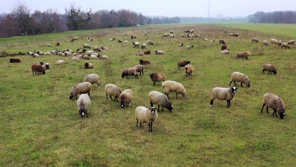 Livestock farming in nature. Herding sheep on field. Sheep grazing on a meadow. 