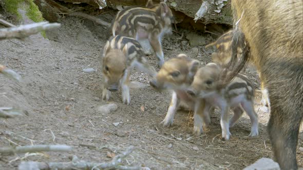 Cute newborn baby Boars learning walking on dirty ground in countryside - close up slow motion shot