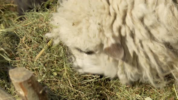 Sheep Eat Grass in a Paddock