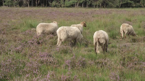 Herd of sheep grazing at the purple blooming heather in the Netherlands