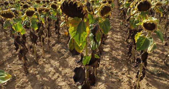 Global warming. Burned sunflowers,Loiret,  France