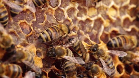 Capped Honey Combs