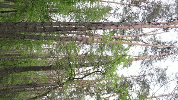 Vertical Video of a Forest with Pine Trees