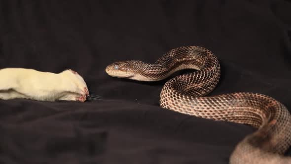 Rat Snake Feeding on a Big White Mouse