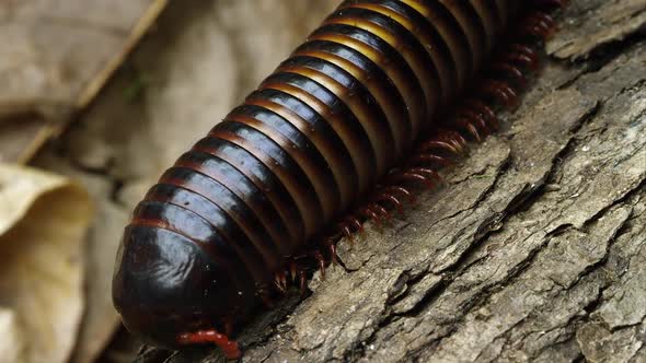 Macro shot of an African Strap Millipede crawling down some bark.