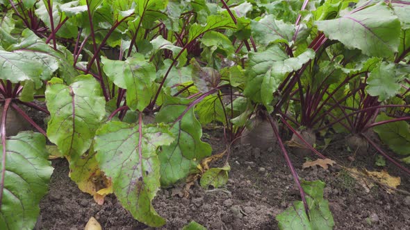 Beetroot Furrow