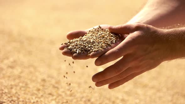 Wheat in the Hand of Man.