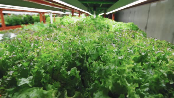 Seedlings Of Lettuce Growing In Vertical Farm