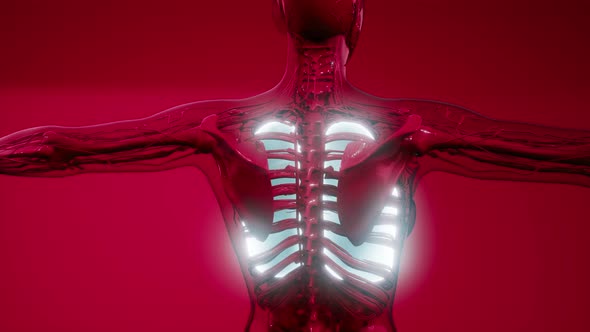 Human Lungs Radiology Exam alt