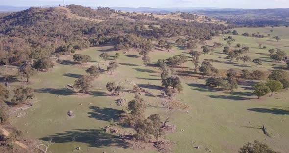 Aerial flight over forest in Australia with trees and mountains in  background, long distance shot m