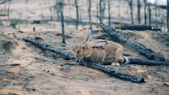 Wild Rabbit is Chewing Grass in the Woodland Fire Zone