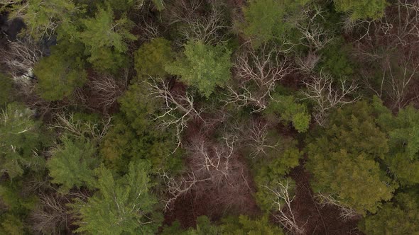 Aerial top down drone footage of a beautiful stream winding through a thick, lush green forest