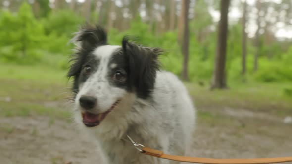 Portrait of a Mongrel Dog on a Leash in the Park