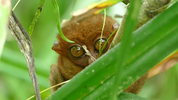 Philippine tarsier one of the smallest primates looking around with his big eyes 