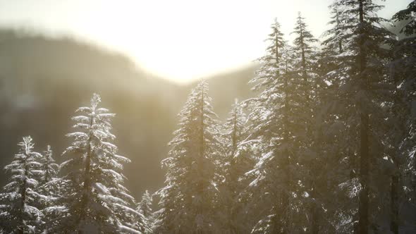 Beautiful Winter Landscape in the Mountains