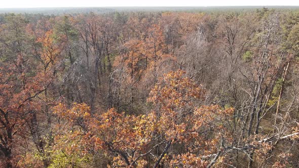 Forest with Trees in an Autumn Day