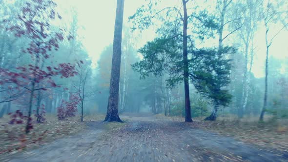 Forest Fog Scary Mystical Dark Foggy Walk Drone