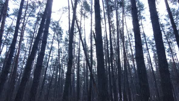 Trees in a Pine Forest During the Day Aerial View