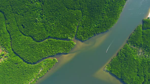 Aerial view green mangrove forest nature tropical rainforest.