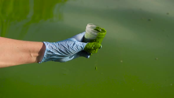 closeup of hand taking sample of river water full of green algae in container