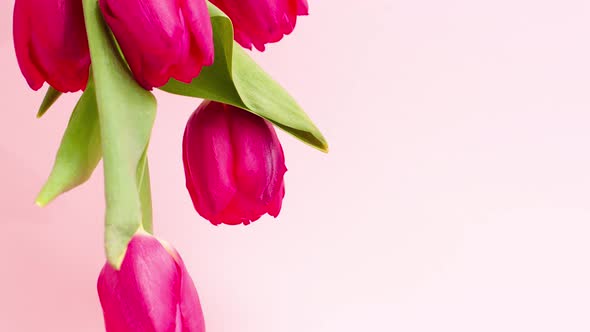 Bouquet of Juicy Beautiful Tulips on a Pastel Pink Background with Copy Space