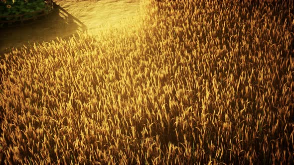 Golden Wheat Field and Sunny Day