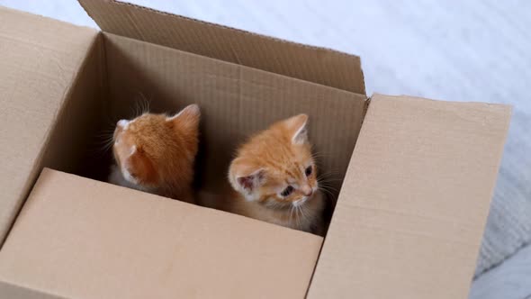 Two Ginger Little Kittens Playing at Home