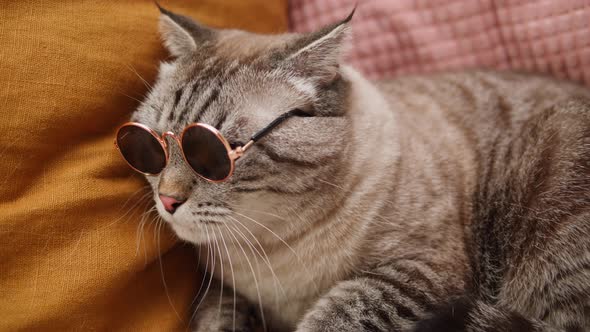 Cat in Glasses Lying on Sofa Closeup Scottish Fold Portrait