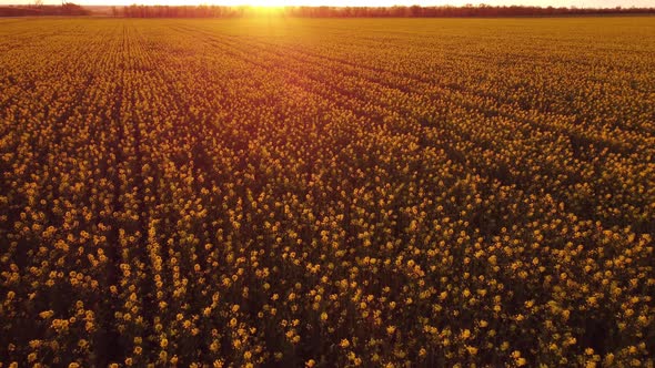 Rapeseed Fields Field in a Beautiful Evening Sunset