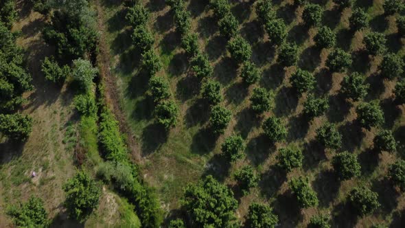 Hazelnut trees agriculture cultivation field aerial view in Langhe, Piemonte Piedmont