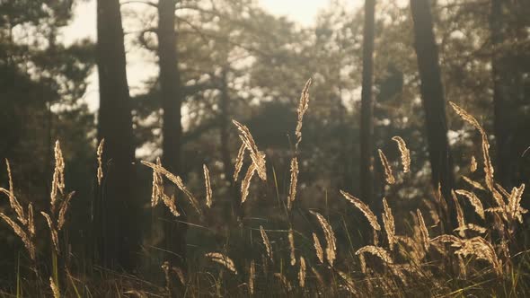 Summer Forest at Sunset