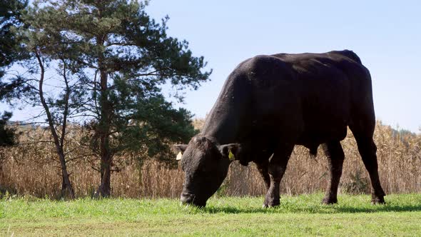 Close Up in Meadow on Farm Big Black Pedigree Breeding Bull is Grazing