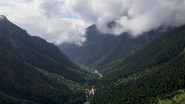 Forests And  Valley
