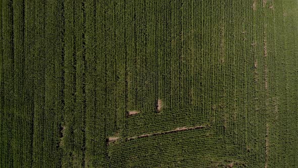 Aerial view of country road with cars commuting with cornfields and trees surrounding on a nice sunn