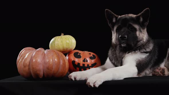 American Akita Lies in the Studio on a Black Background Near Three Pumpkins. One of the Pumpkins Has