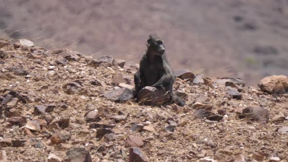 Baboon Sits on A Rock on The Dry Savanna