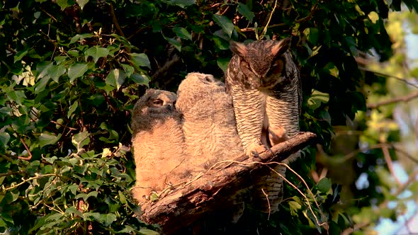 Great Horned Owl Family 