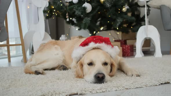 Dog Resting in Room Decorated for New Year