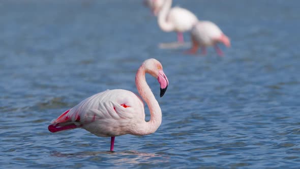 Pink Flamingos in the Lake Wild Greater Flamingo in the Salt Water Nature Birds Wildlife Safari Shot