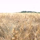 Dolly Move in Dry Wheat Field - VideoHive Item for Sale