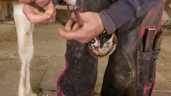 Farrier trimming horse hoof with special cut pliers, close up view