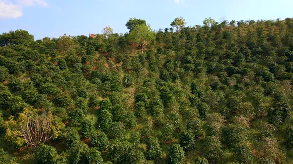 Aerial Shot of Coffee Plantations on Hillsides in Mountains